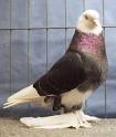 Tumbler Pigeons For Sale
