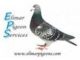 Elimar Pigeon Auction