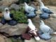 Pigeon Bird Information