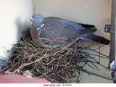 Pigeon Nest