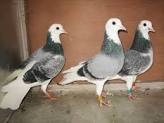 Tippler Pigeons For Sale