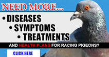 Pigeons Disease Symptoms