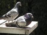 Buy Homing Pigeons