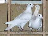 Homing Doves