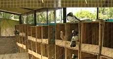 Pigeon Farm