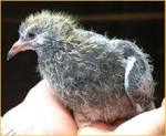 Baby Pigeon Care