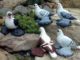 Different Breeds Of Pigeons