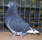 Roller Pigeons For Sale