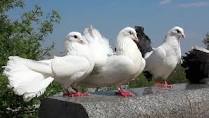 White Pigeons For Sale