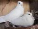 Homing White Pigeons For Sale