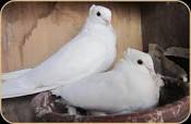 Homing White Pigeons For Sale