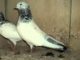 Pakistani Pigeon