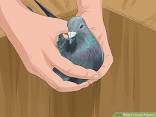 How To Catch A Pigeon