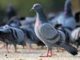 What To Feed Wild Pigeons