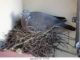 Nesting Pigeons