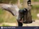 Pigeon Bird Feeder