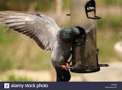 Pigeon Bird Feeder