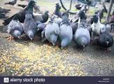 Pigeon Eating Food