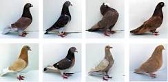 Species Of Pigeon