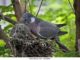 Wood Pigeon Nest