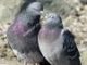 Breeding Season For Pigeons