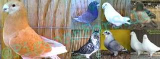 3 Things To Consider When Purchasing Fancy Pigeons For sale