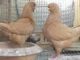 King Pigeons For Sale All Breeds