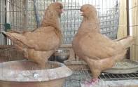King Pigeons For Sale All Breeds