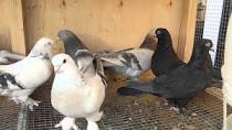 how and when to tame your pigeons