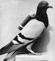 Carrier Pigeon For Sale