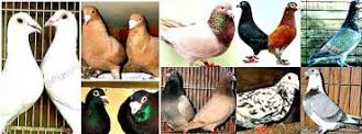 Pigeon For Sale Online