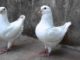 White King Pigeons
