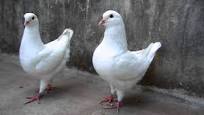 White King Pigeons