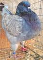 King Pigeon For Sale