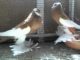Pouter Pigeon For Sale