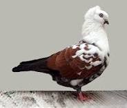 Tumbler Pigeon