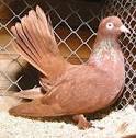 Roller Pigeon