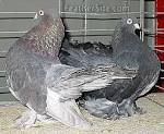The Roller Pigeon and The Tumbler Pigeon