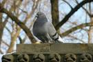 City Pigeon