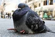 Fat Pigeon