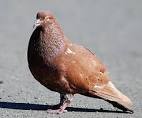 Brown Pigeon