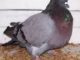 Giant Runt Pigeons For Sale