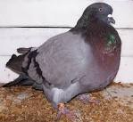 Giant Runt Pigeons For Sale