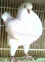 White King Pigeons For Sale