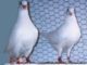 Utility Pigeons For Sale
