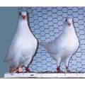 Utility Pigeons For Sale