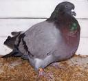Runt Pigeons For Sale