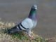 Homing Pigeons For Sale