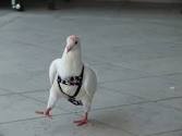 Pigeon Harness