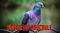 Pigeon Sound